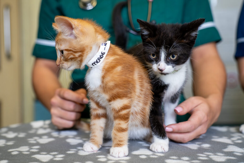 Rutland House Veterinary Hospital (Web) 007